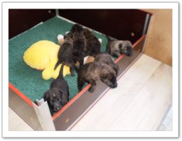 T-litter v.'t Loksterland, The great escape, 3 weeks old