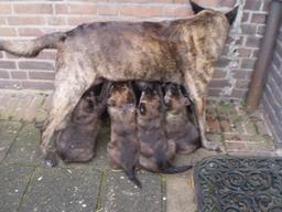 Klik om de afbeelding te vergroten Klik om de afbeelding te vergroten
